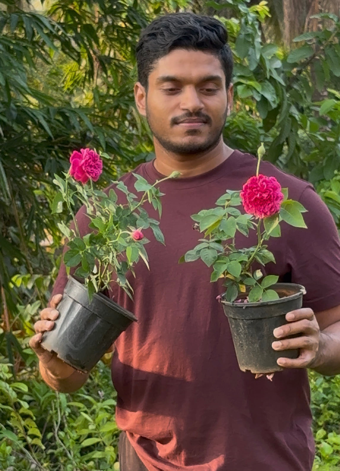 Damascus Rose(2 Plants Combo)(Own Rooted-Nadan)(Scented)