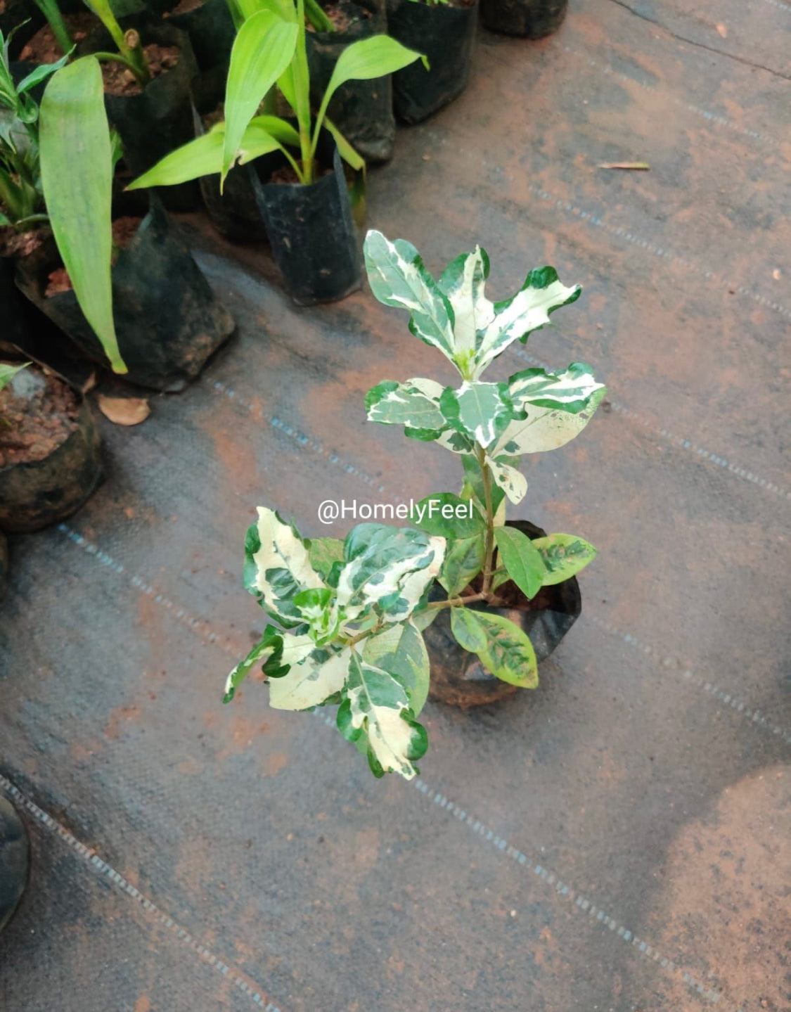 Gardenia Variegated