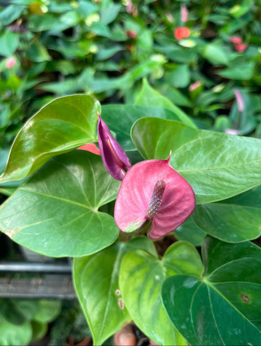 Anthurium Purple