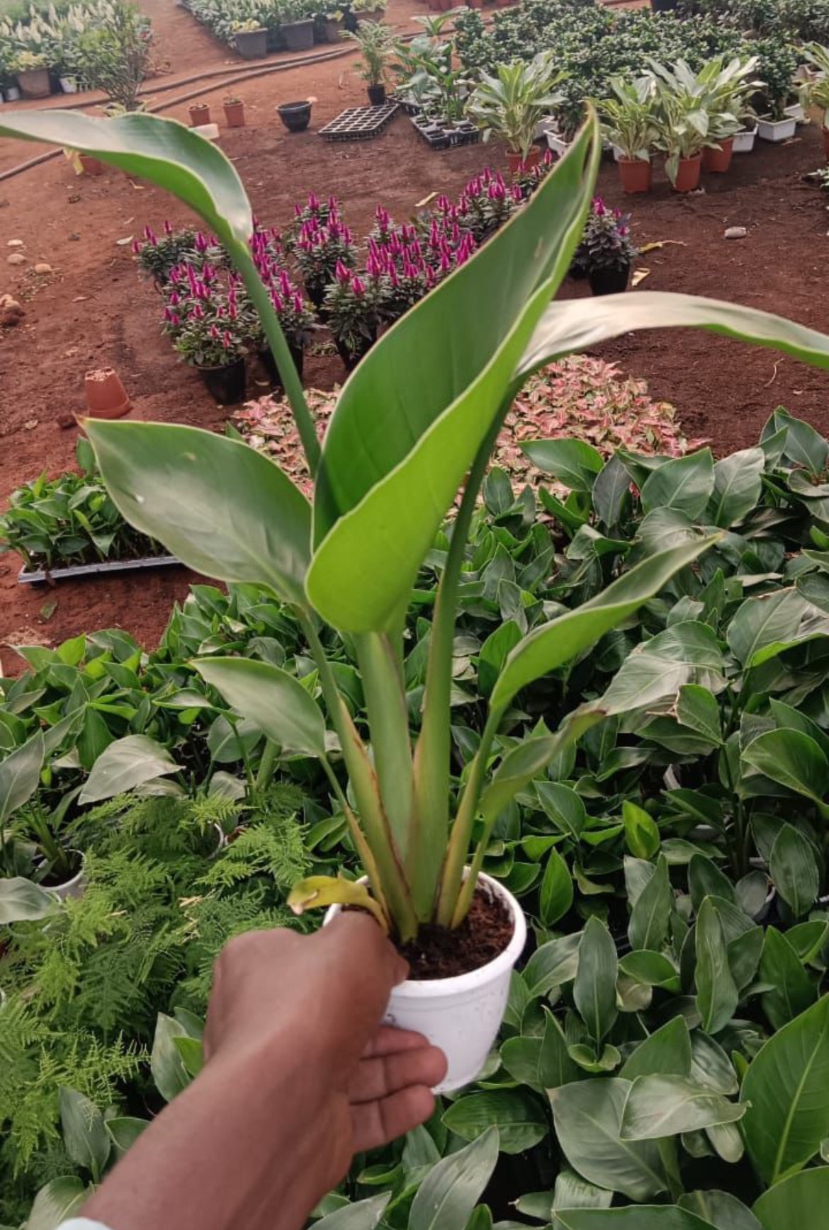 Bird of Paradise white