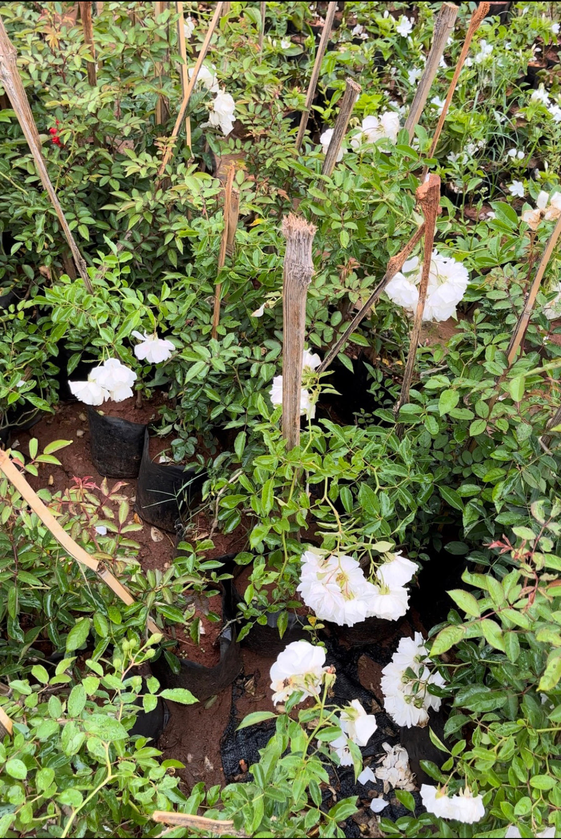 Climbing Rose White(Own Rooted)