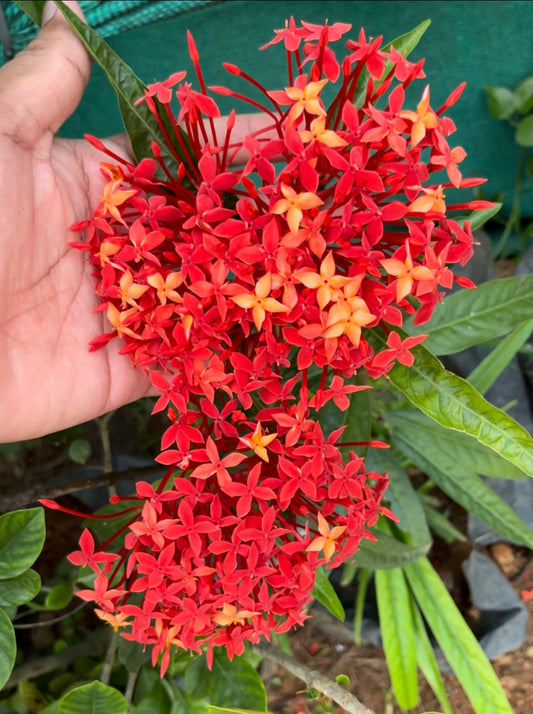 Ixora Red Long Leaf