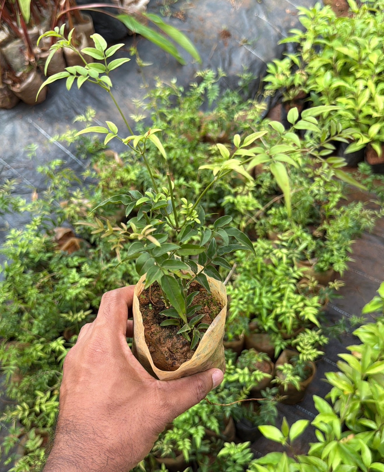 American Creeper Jasmine