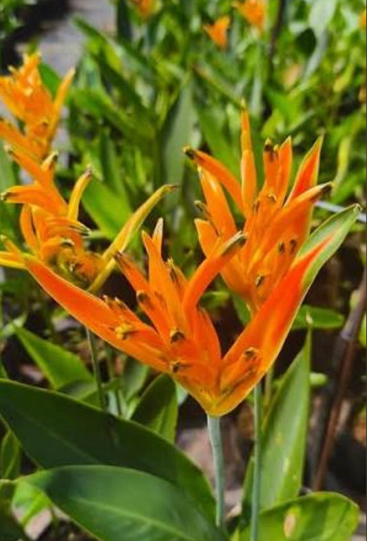 Heliconia Dwarf Orange