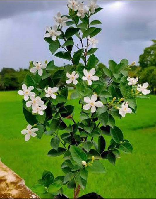 Srilankan Jasmine.