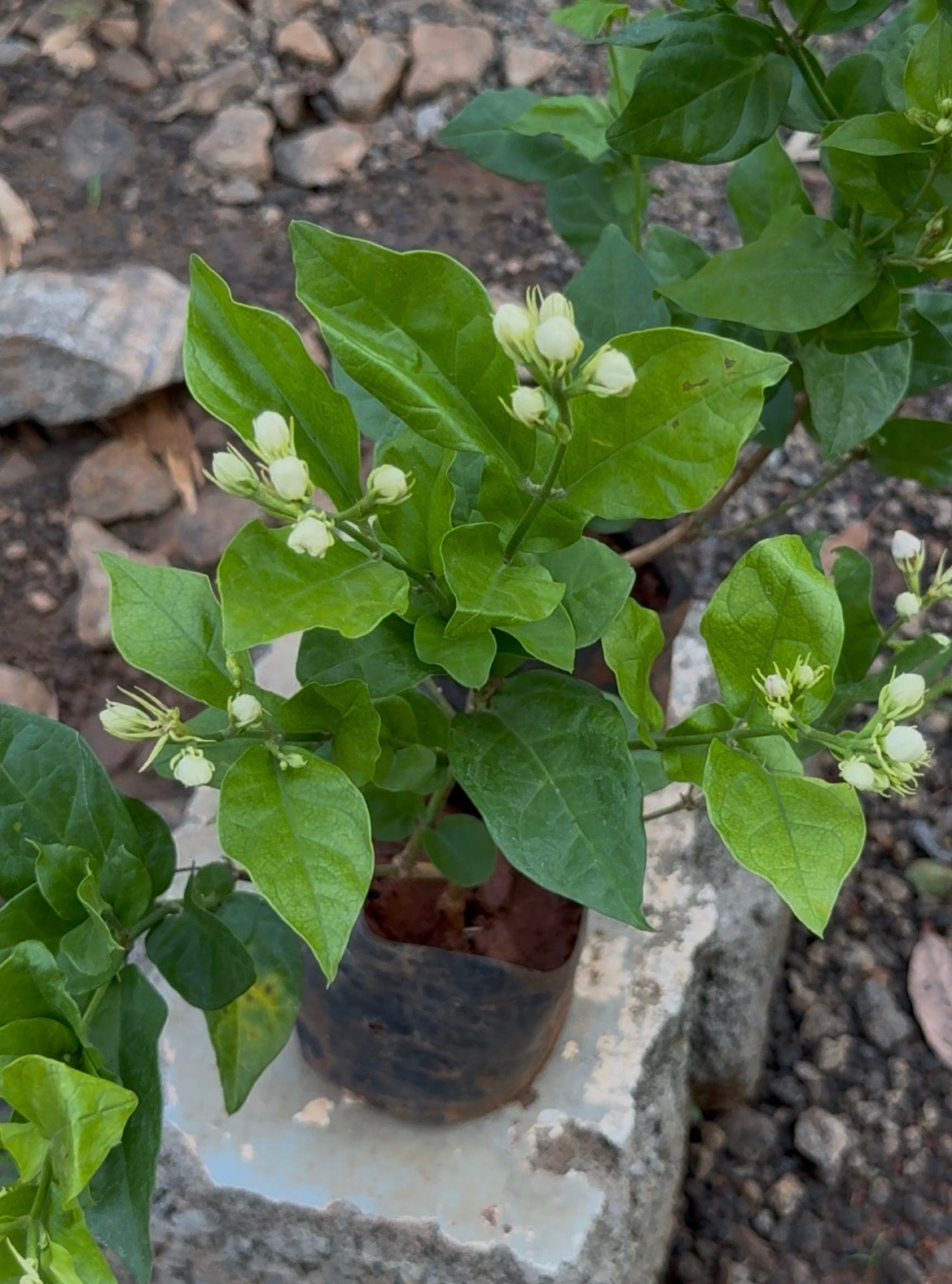 Kuttimulla(Market Malli)(Bush Jasmine)
