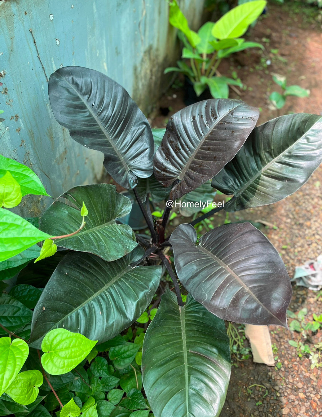 Philodendron black cardinal