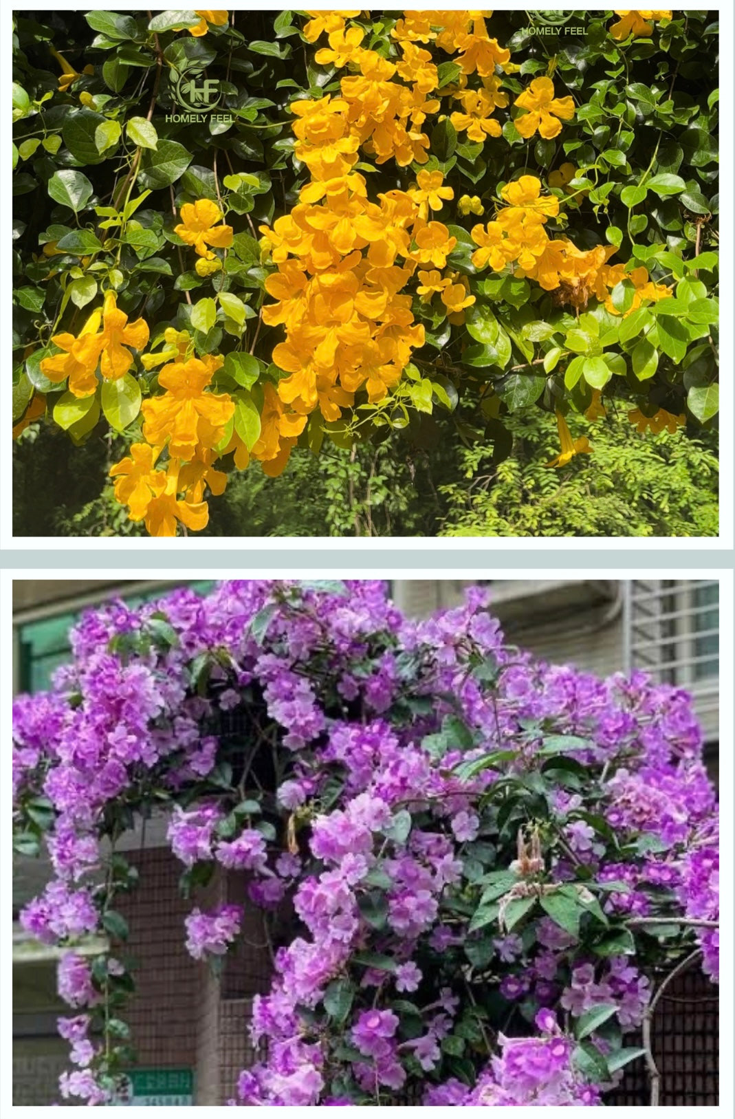Catsclaw & Garlic vine combo