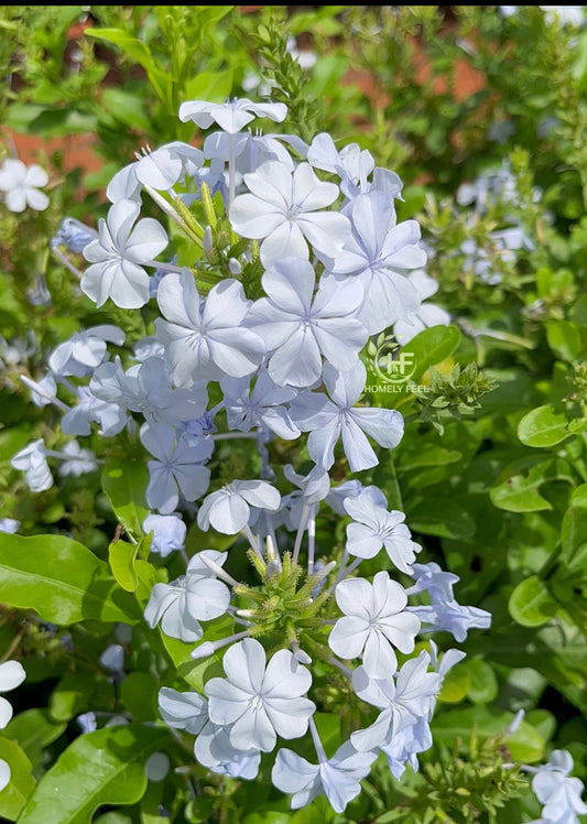 Plumbago Light Lavender