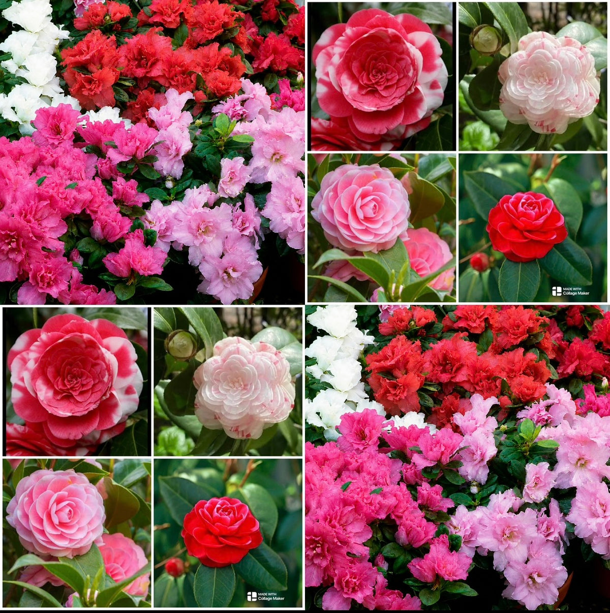 Camellia&Azalea Combo