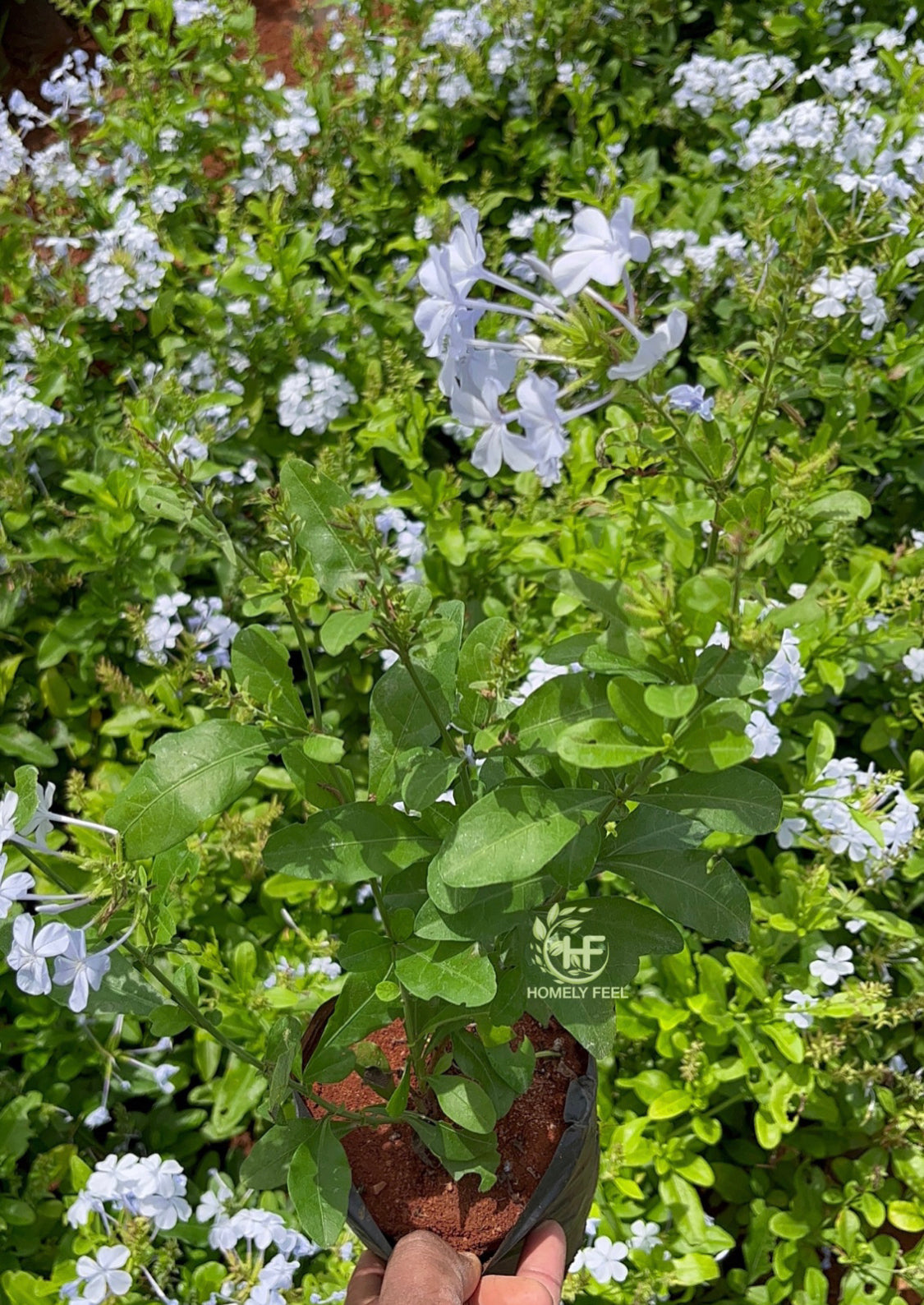 Plumbago Light Lavender