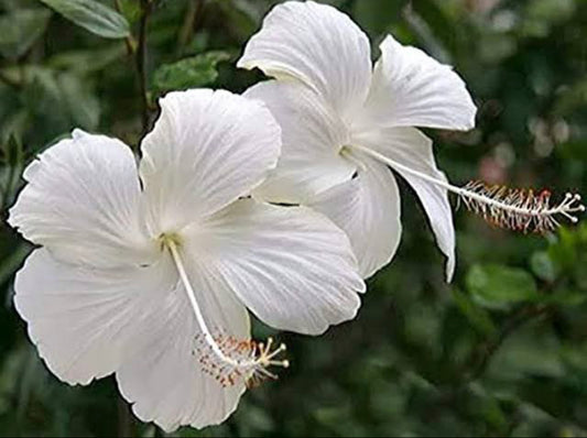 Hibiscus White Desi