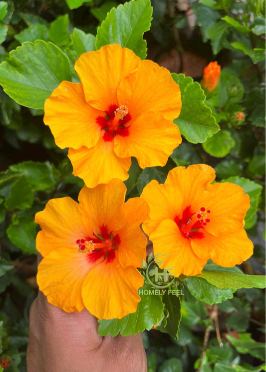 Hibiscus Viceroy Yellow Hybrid.
