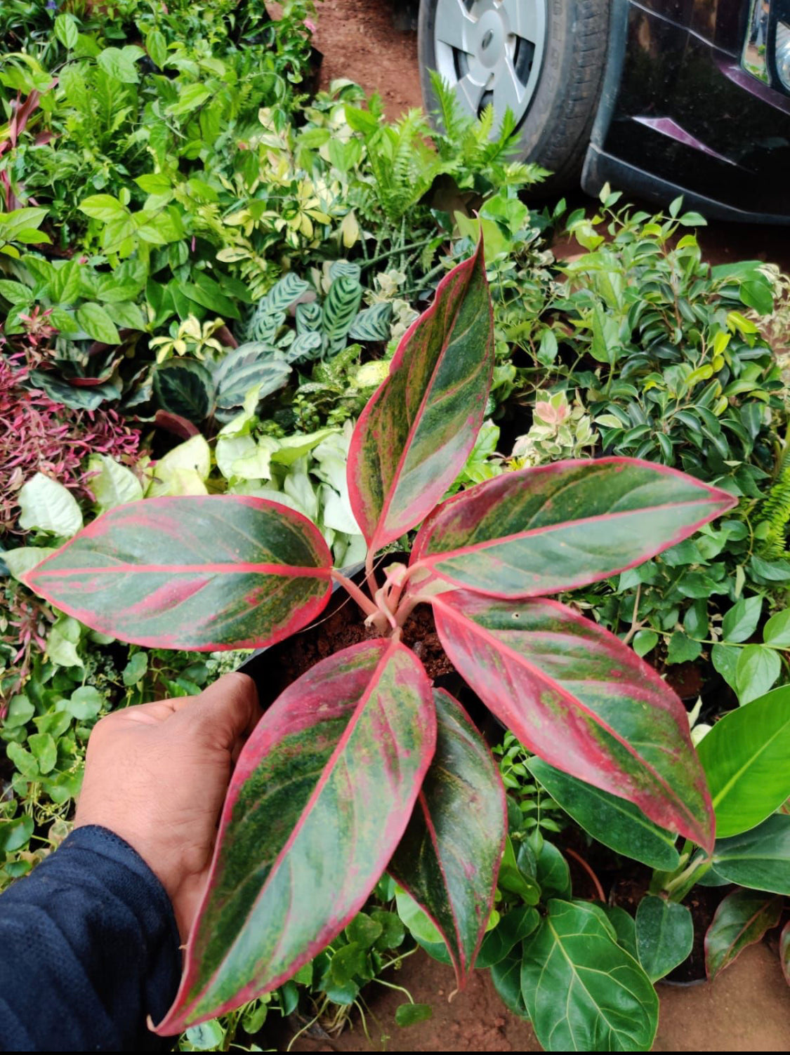Aglaonema Red Lipstick – HomelyFeelGardens