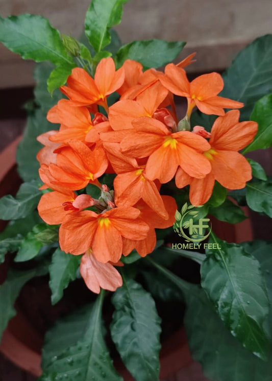 Crossandra orange Hybrid