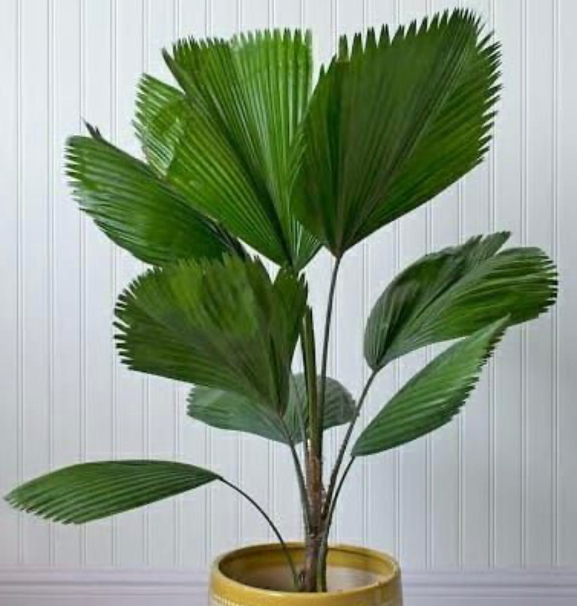 Fan Palm