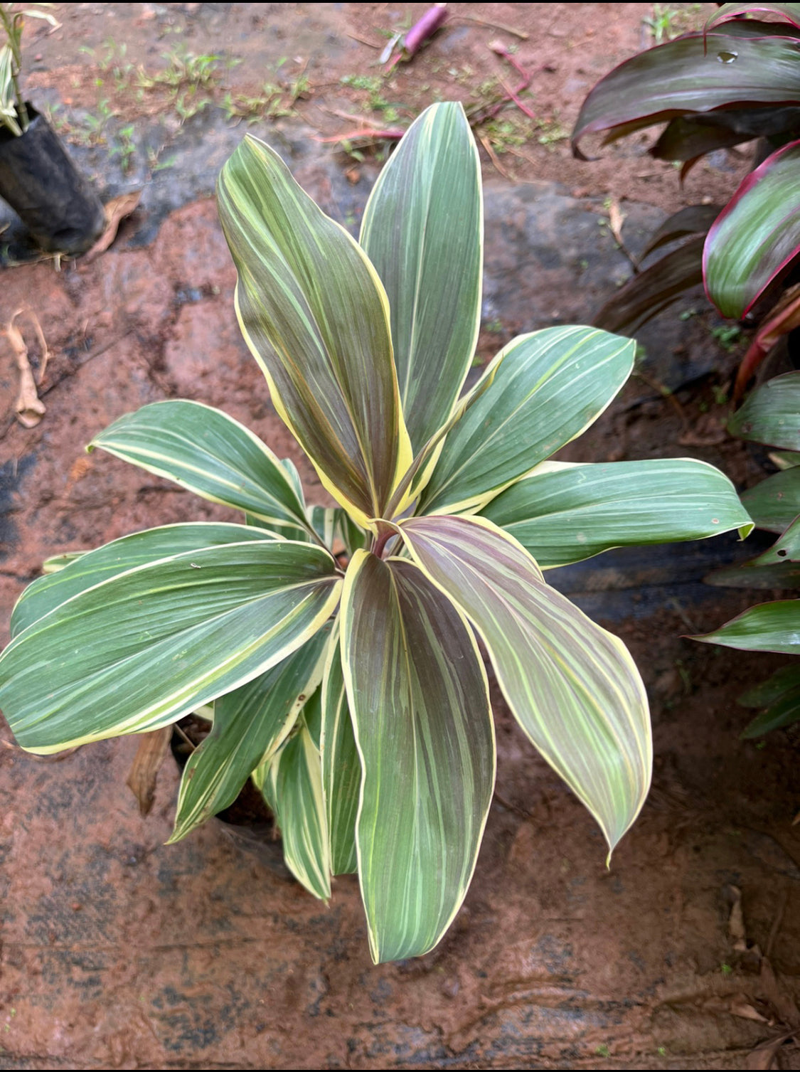 Dracaena Cordyline Grey Cream