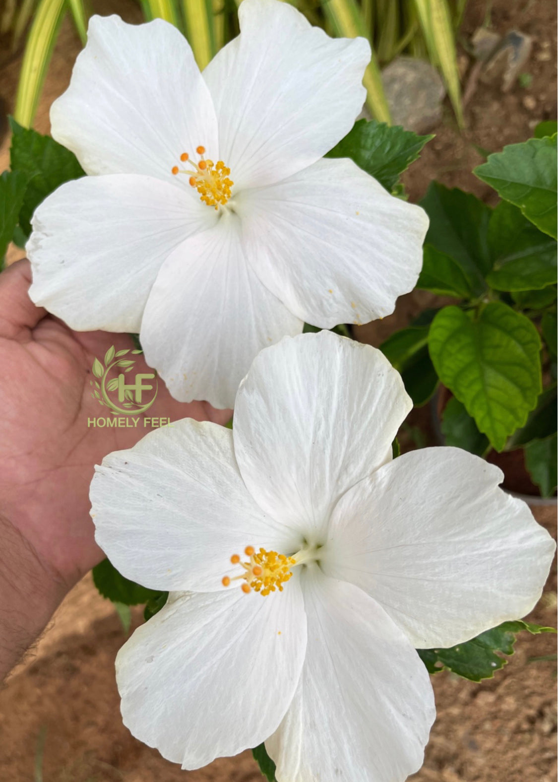 Hibiscus White Big Flower Hybrid(light pink shade on petals based on light intensity)-code 5