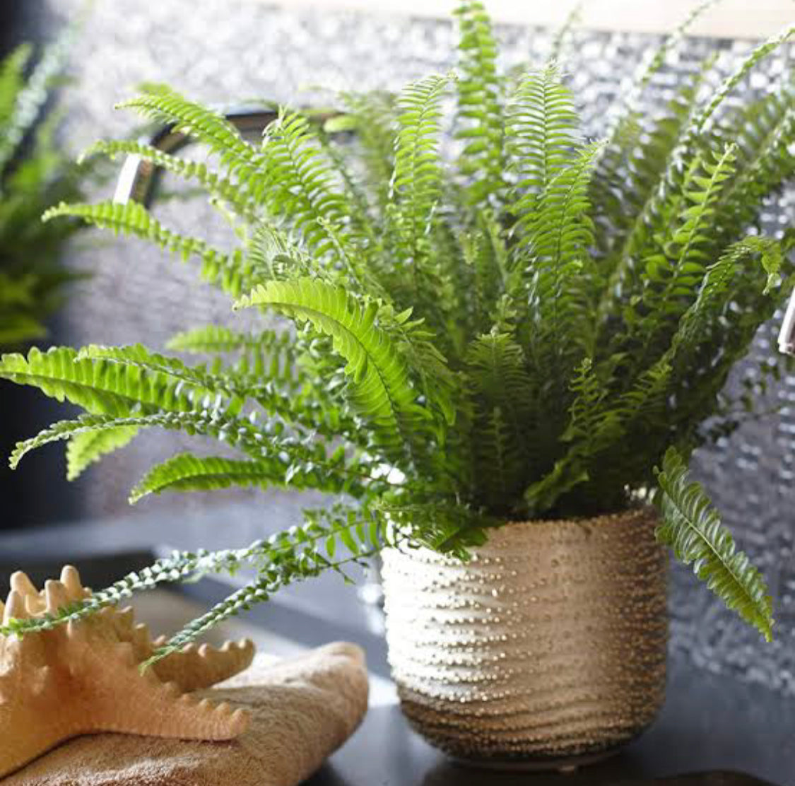 Boston Fern