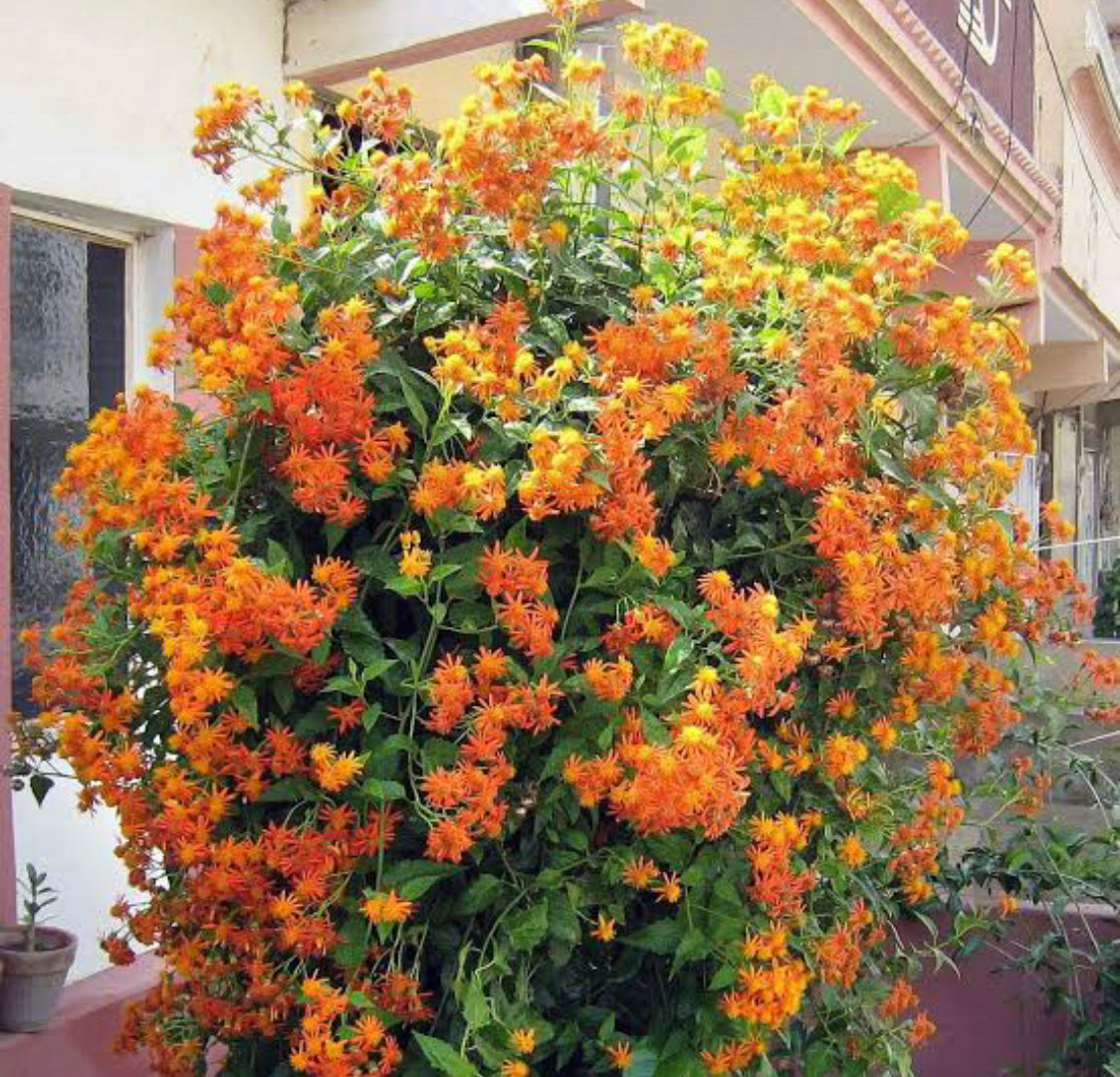 Mexican Flame Vine.