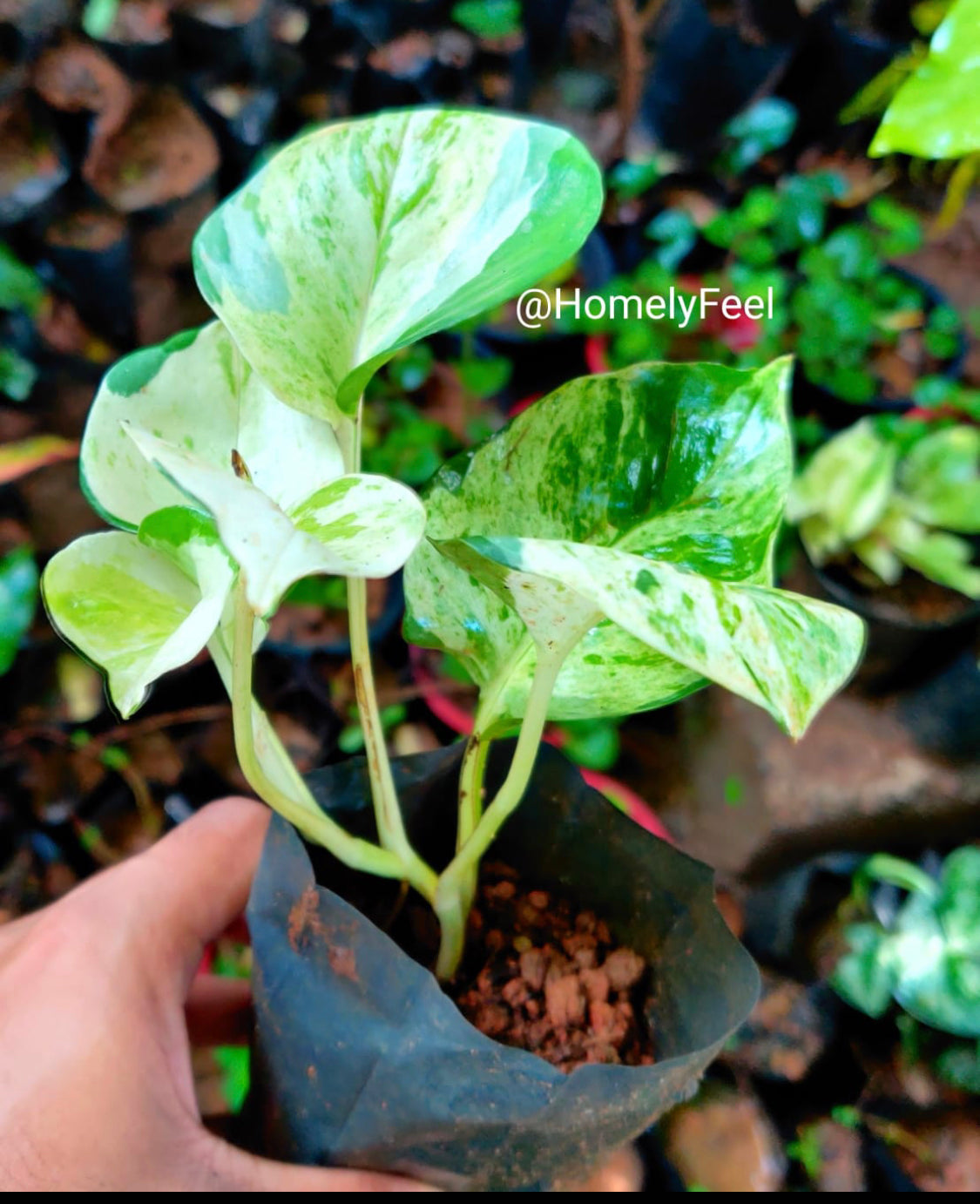 Manjula Pothos.