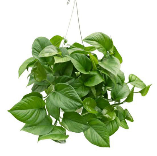 Jade Pothos(single shoot)