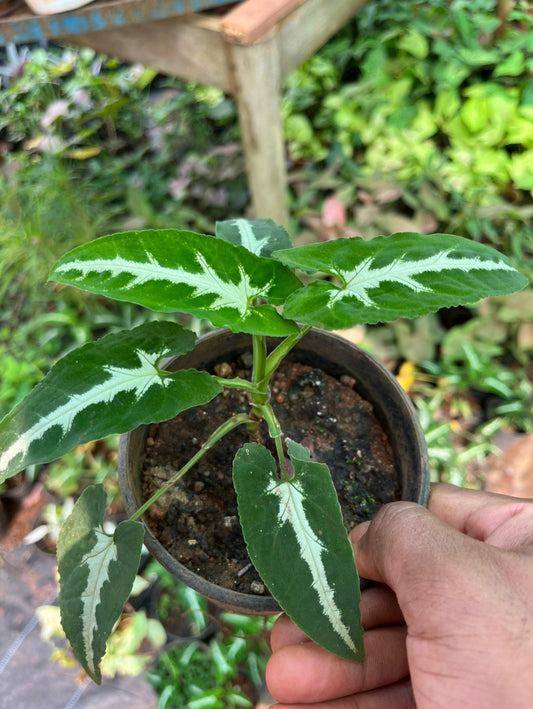 Syngonium Wendlandi
