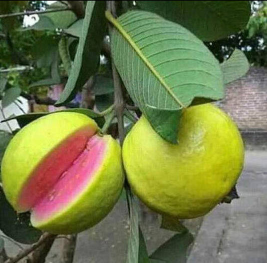 1 kg Guava Plant