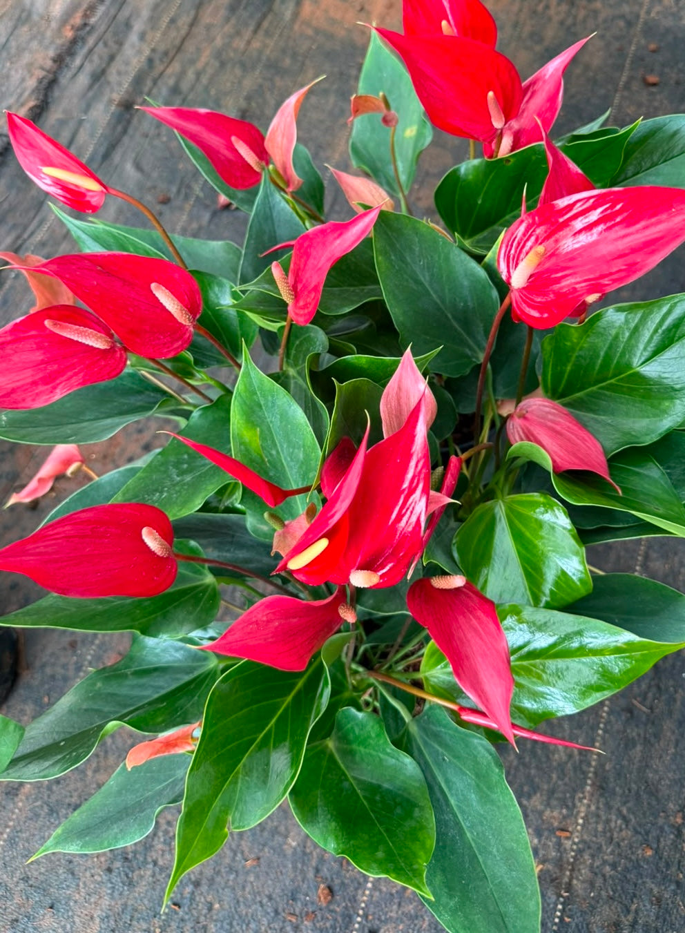Anthurium Red Narrow(Double Shoot)