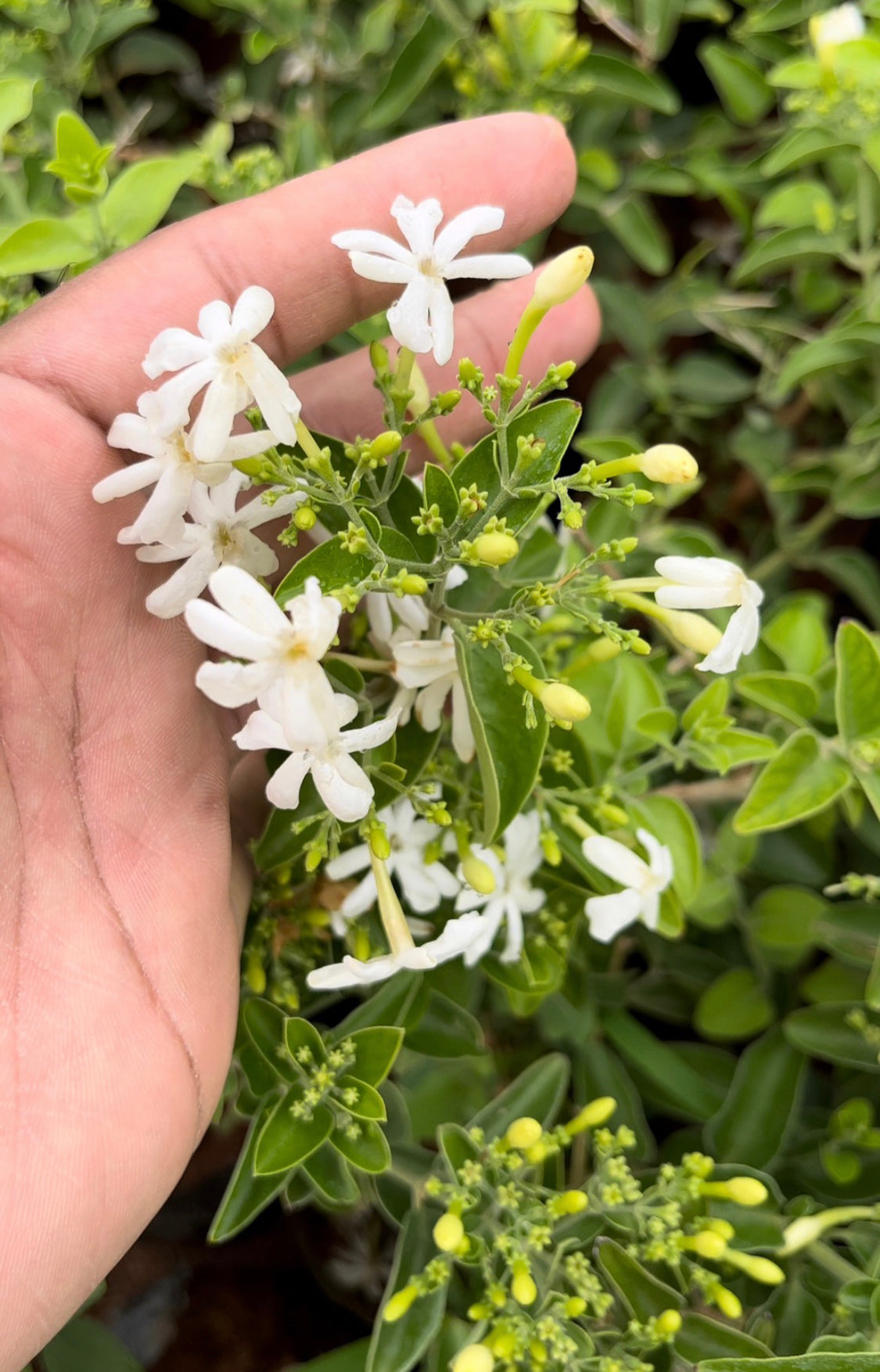 Coimbatore jasmine(Jaadhi Mulla) jasminum auriculatum