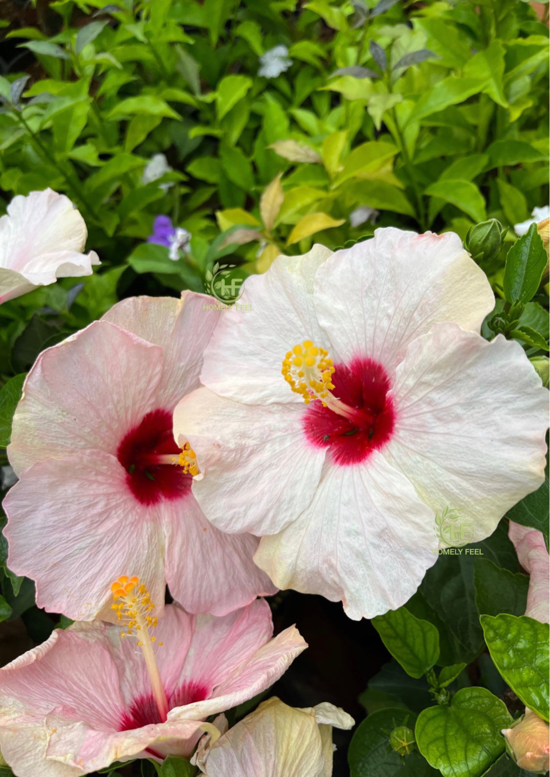 Hibiscus Hawaiian Punch White Hybrid