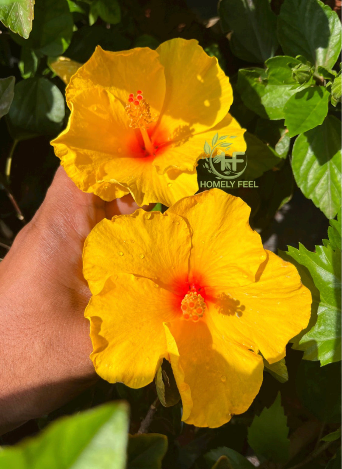 Hibiscus varieties online