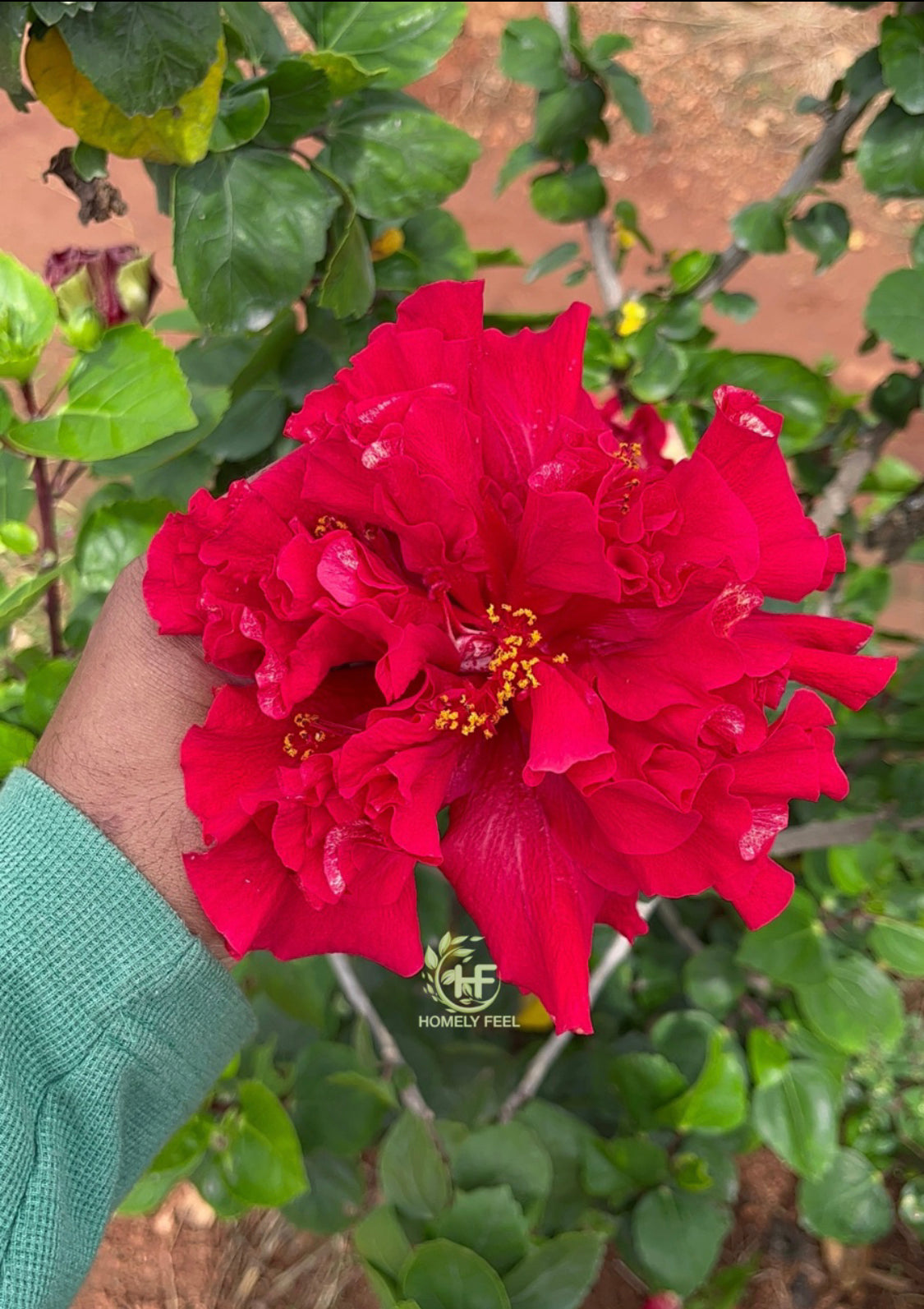 Hibiscus Red Multipetal Hybrid Big Flower-Code 2