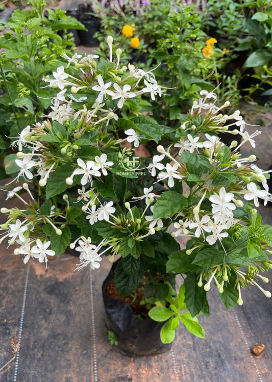 Clerodendrum Calamitosum