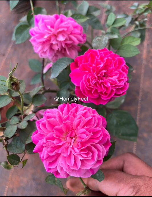 Scented Panineer Rose(Own Rooted)