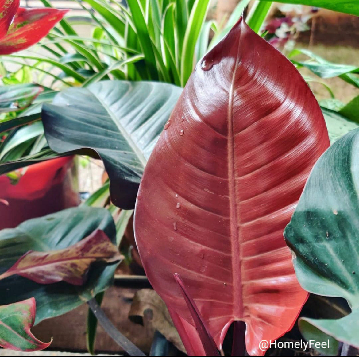 Philodendron black cardinal