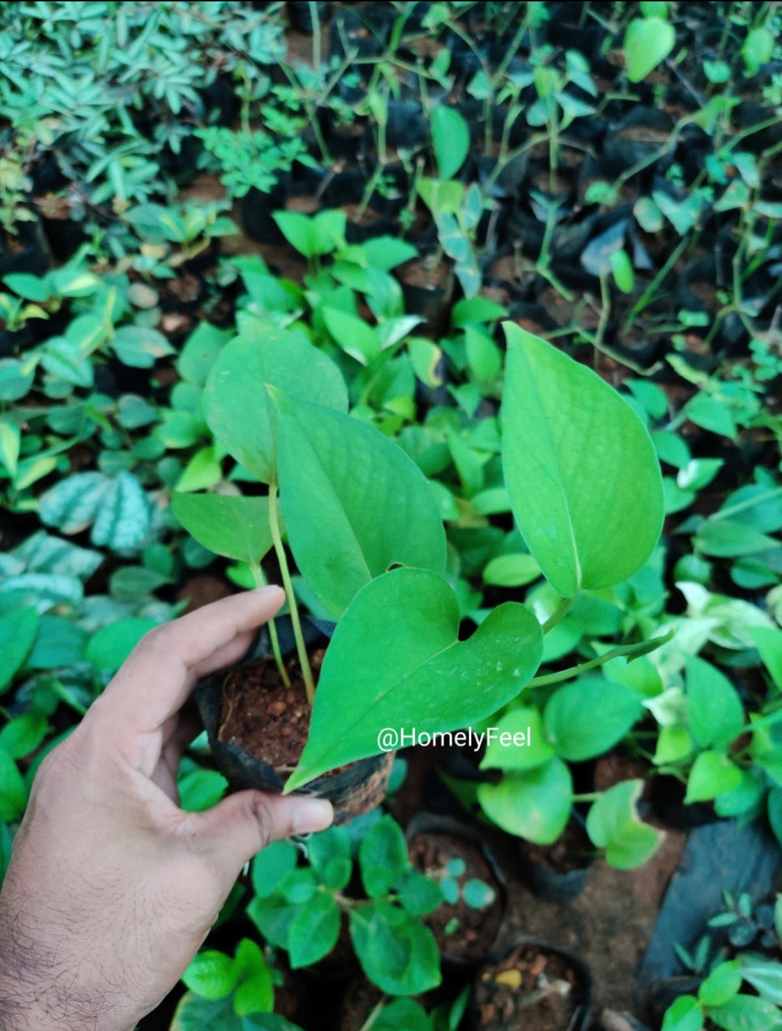 Jade Pothos(single shoot)