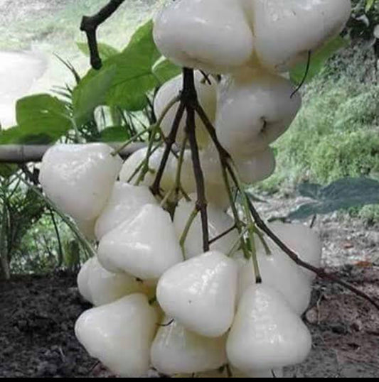 Jambu White
