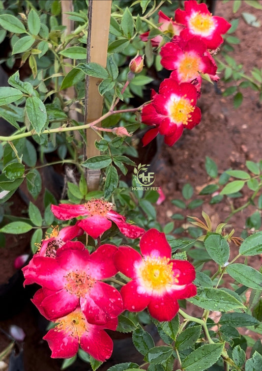 Climbing Rose Butterfly Red(Own Rooted)