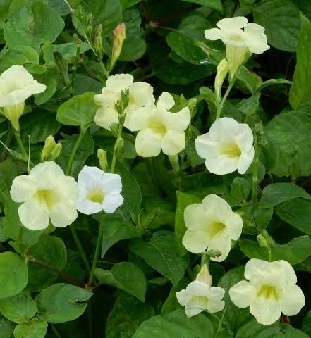 Chinese Violet(Light Yellow)