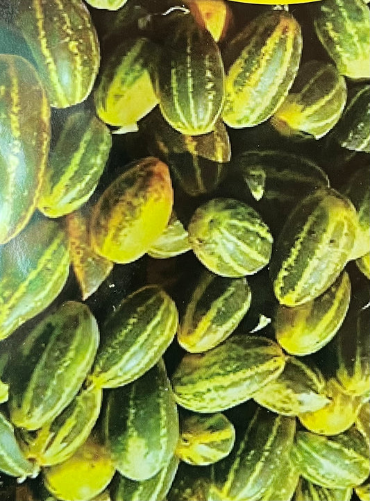 Cucumber(വെള്ളരിക്ക)seed