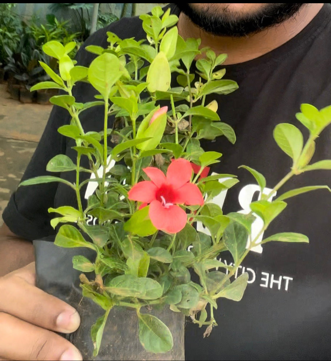 Barleria Repens Red