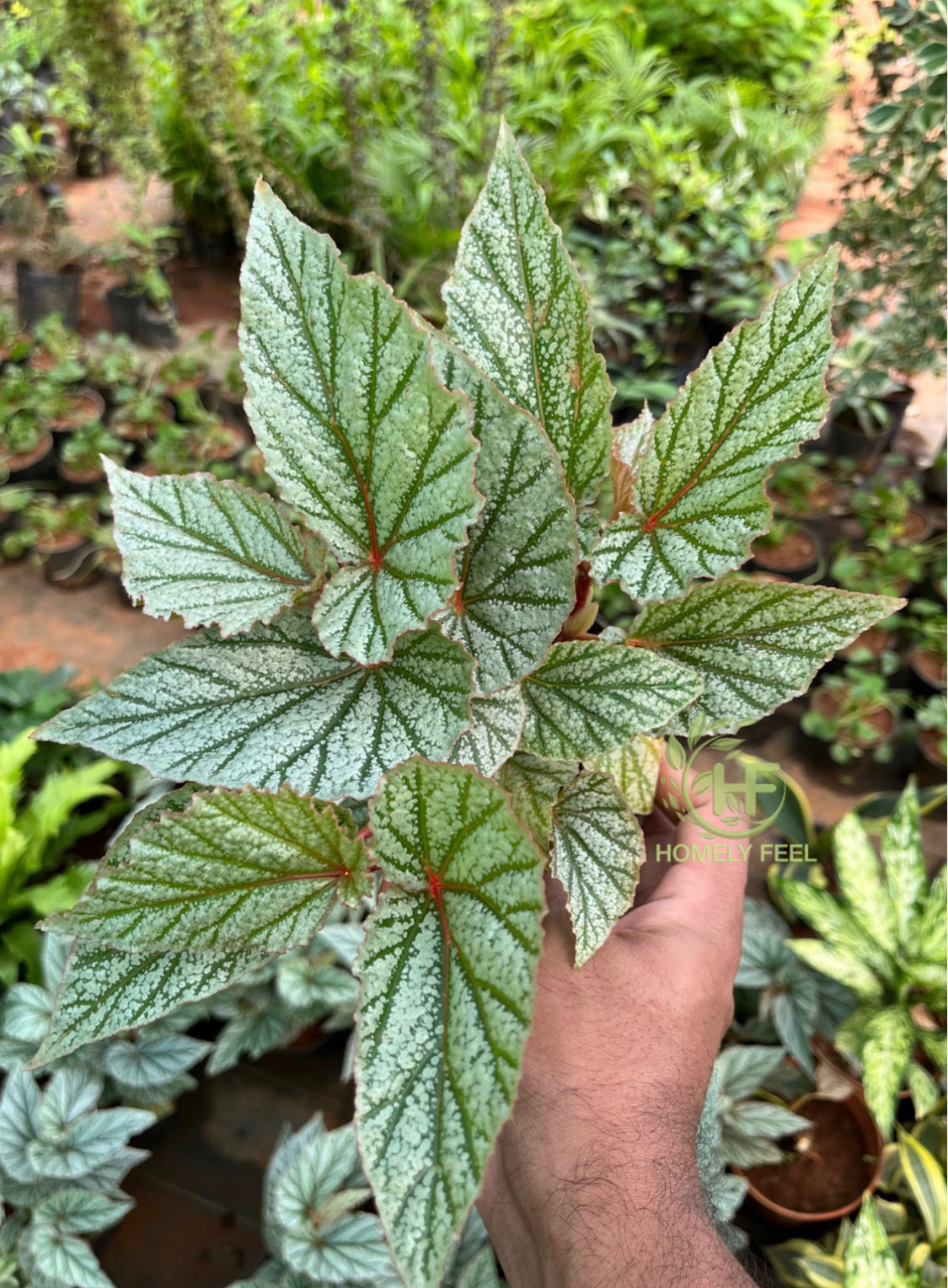 Begonia don miller white