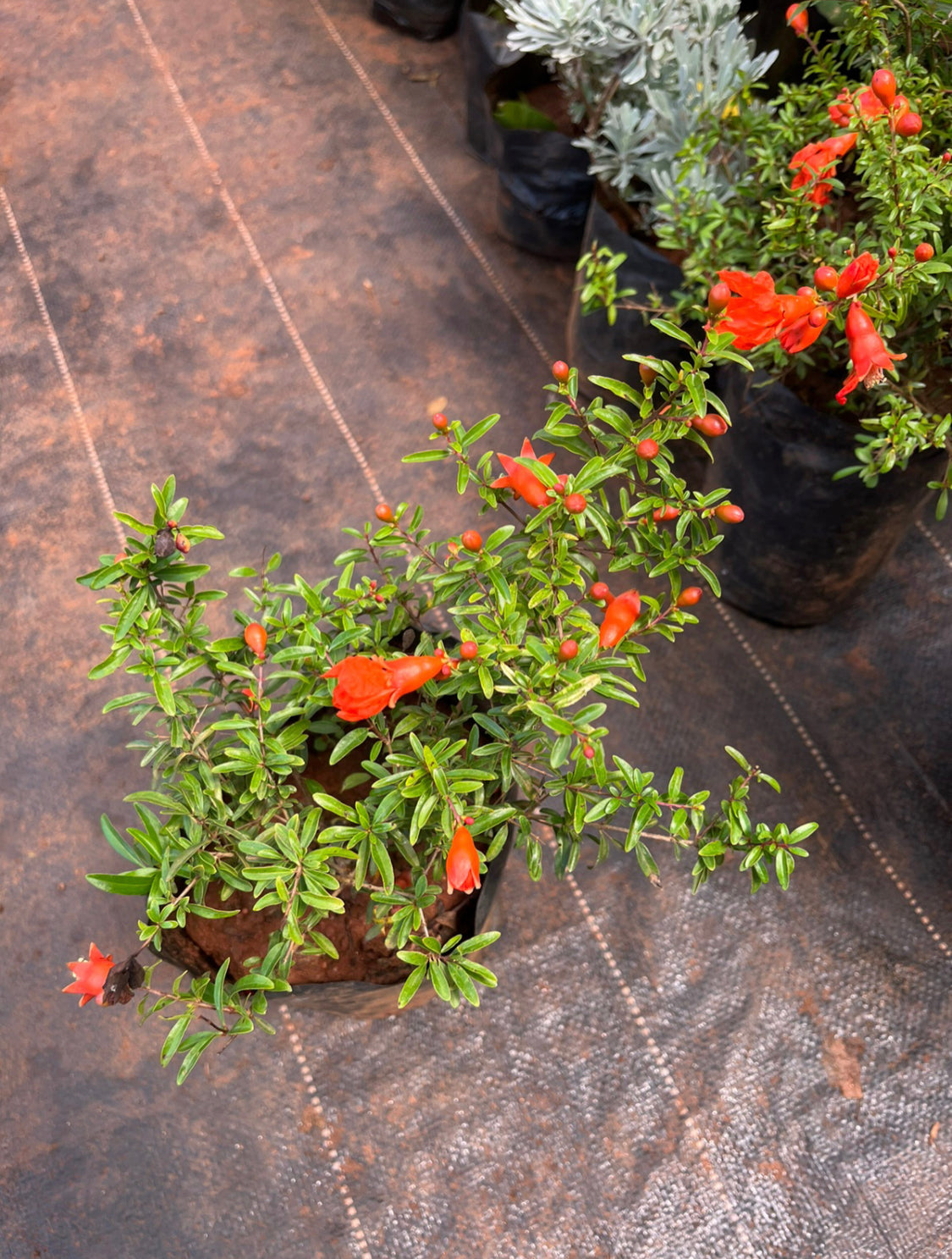 Pomegranate miniature