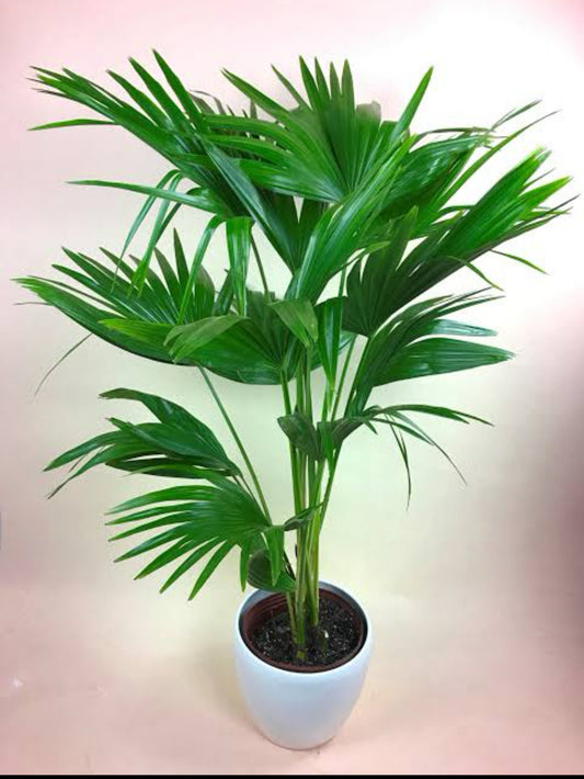 Chinese fan palm