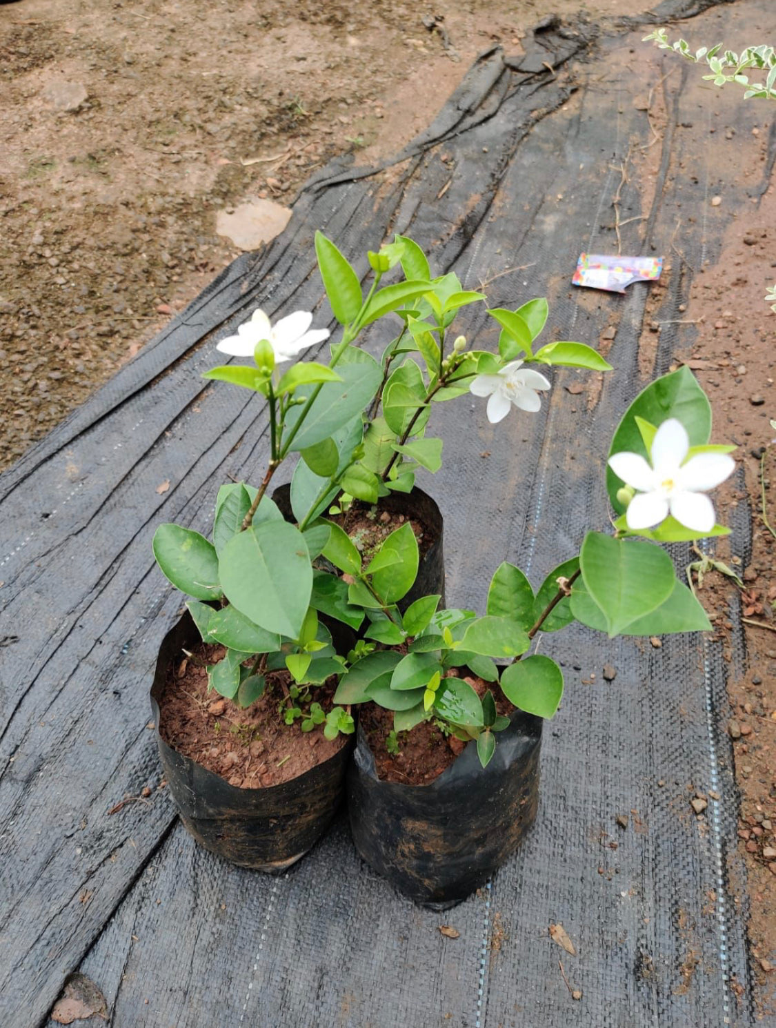 Srilankan Jasmine.