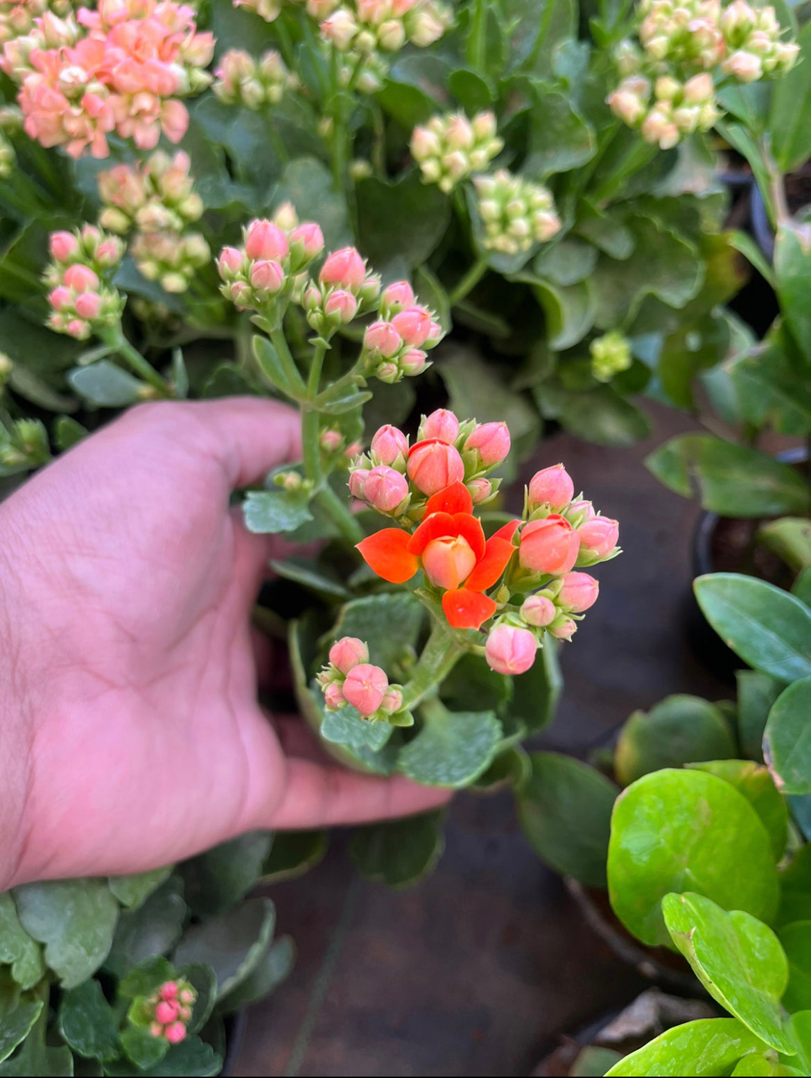 Kalanchoe Orange.