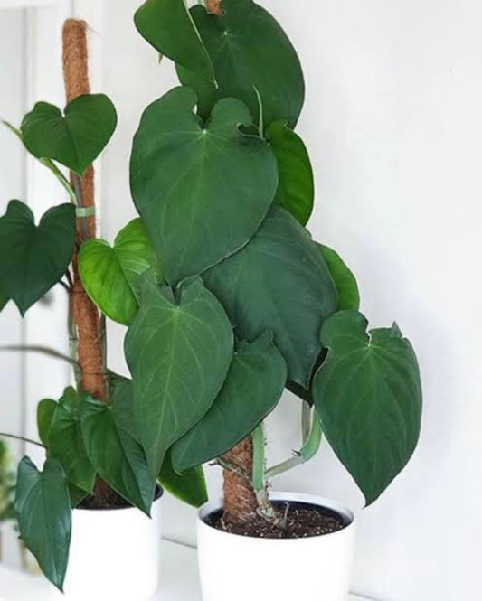 Syngonium Chiapense