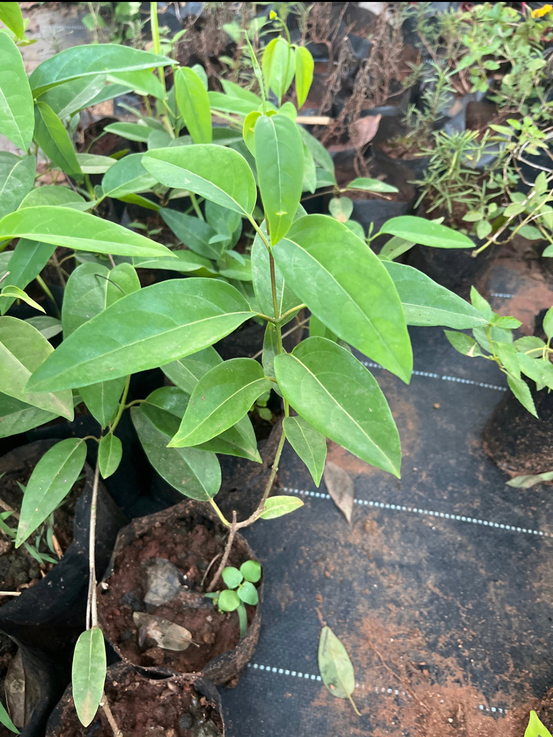 Australian Golden Vine(Bridal Yellow).