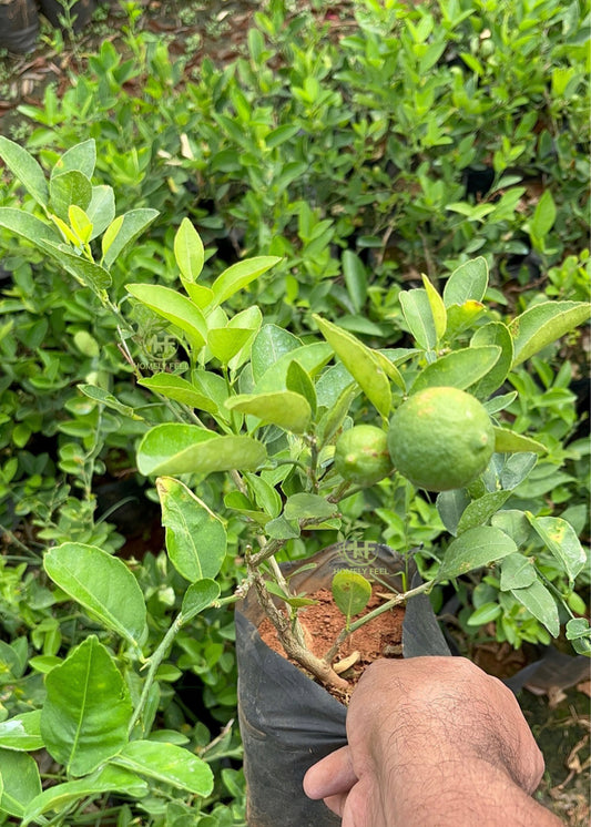 Lemon Plant(Layered)